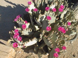 Beavertail Cactus