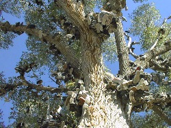Shoe Tree on U.S.50