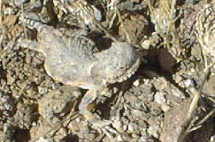 Horned Lizard, Phrynosoma solare