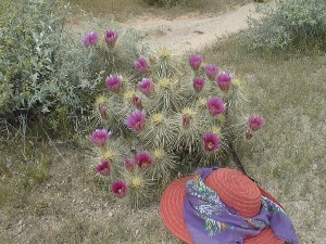 Blooming Claret Cup Cactus
