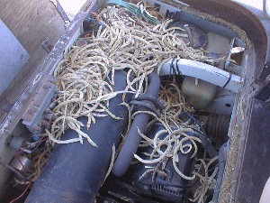 Packrat nesting in the Golfcart.