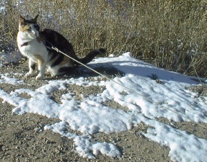 Sara(h) at the end of her rope.