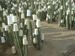 Even the cacti are wearing tuques.