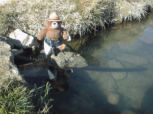 Not so bare bear at Spencer Hot Spring