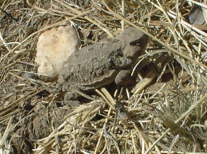 Horned Lizard at Pine Top.