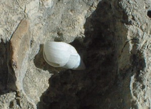 Snail Shell above Devil's Hall.