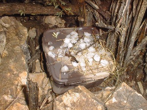 This Was One Hail of a Cache!