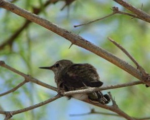 Henrietta Hummingbird