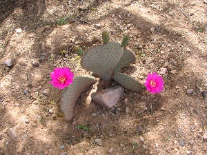 Beaver Tail Cactus in the back yard.