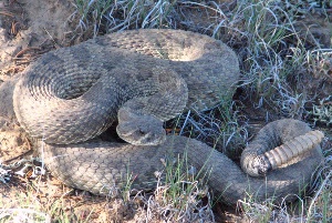 Crotalus viridis at The Cat Drag'd Inn