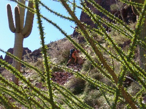 Cactus Whacking on the Way Up.