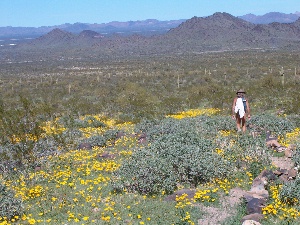 At Play in the Fields of the Poppies