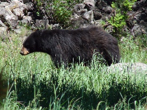 Black Bear Road Block.