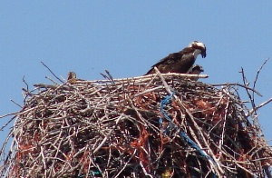 Ospreys collecting tolls at the bridge.