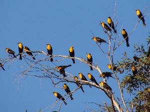 yellow black birds