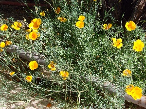 Popping Poppies