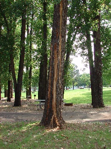 Lightning hit tree