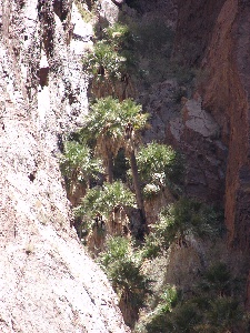 Palm Canyon near Mile99
