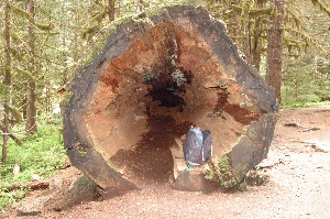 A hollow log. My day pack for comparison.