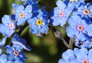 Dunraven YNP Forget Me Nots