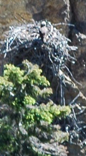 The Osprey Nest Watched YNP