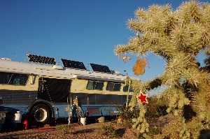 The Ajo Solstice Cholla