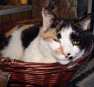 A Basket of TacocaT Doing Nothing