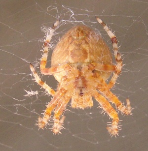 Orange Orb Weaver