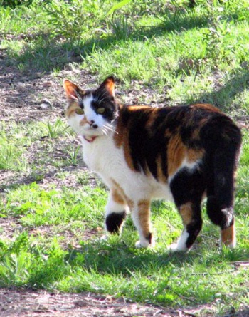 Sara(h) Cat-o-Mine-Tales, 1999-2013, photo by Bill w1vbg