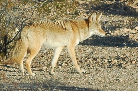 Canis latrans