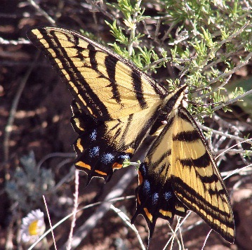AridZona State Butterfly