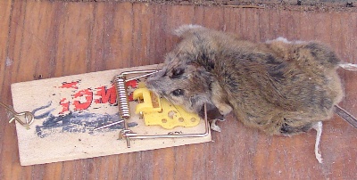 The Tea Party Door Mouse