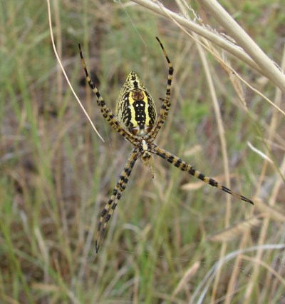 Spider In The Grass (just about actual size)