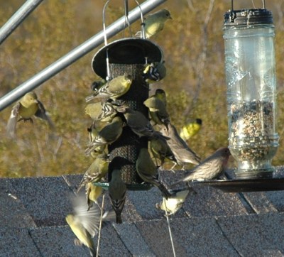 Gold Finch Feeding Frenzy