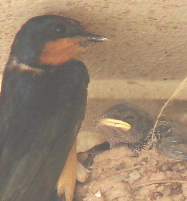 Barn Swallow
                  Nest
