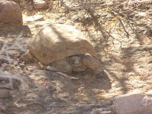 Desert Tortoise in the Trash