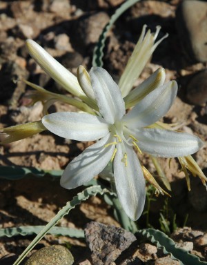 Ajo Lily 2017