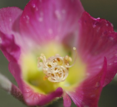 Globe Mallow on Saddle Mountain