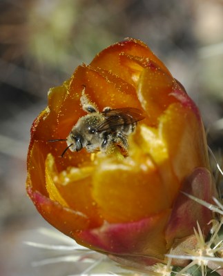 Bee in a Cholla Flower