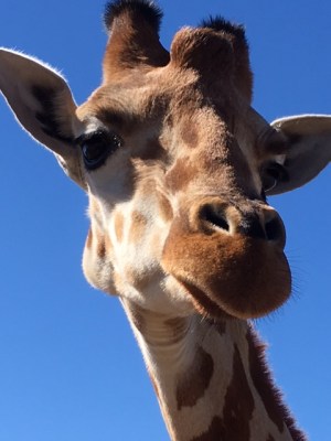 Nothing like a Quiz from a Giraffe, eh?