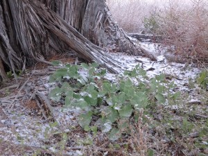 Snow on the ground