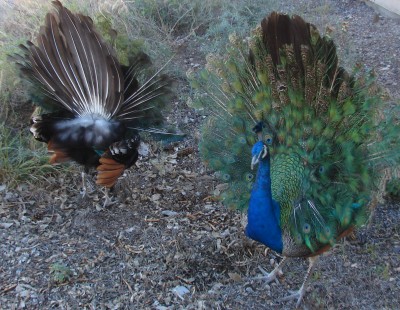 Peacock fantails