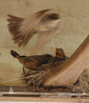 Momma Bird Feeding Young