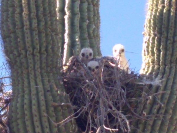 Red Tail Hawk Chicks