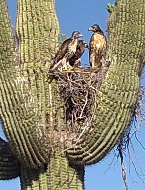 Hawks Ready to Fledge