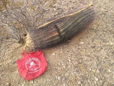 Tipsy Barrel Cactus