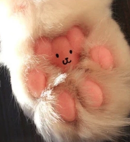 Cat's Paw