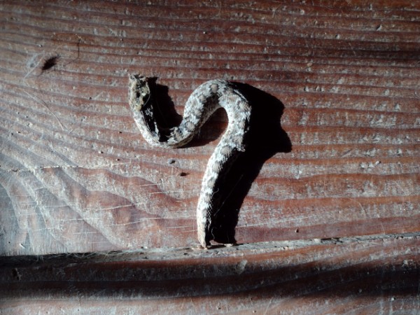 Pituophis catenifer, Sonoran Gopher Snake