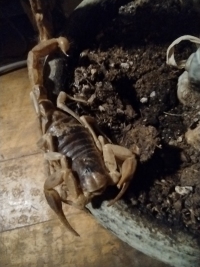 Scorpion in Jane's Spider Plant