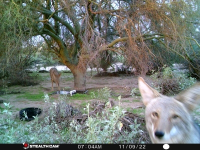 Critter Cam Coyote Selfie